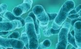 Lolamicine : Une nouvelle ère dans le traitement des bactéries Gram-négatives en dentisterie